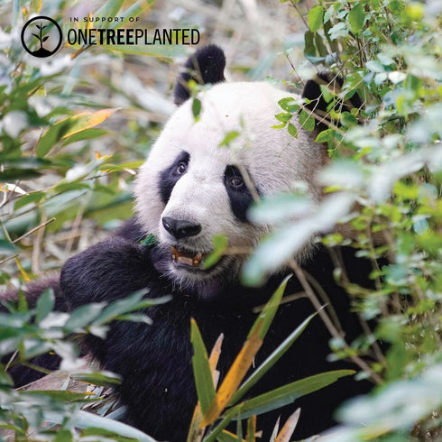 Liens Panda | Bracelet Kismet de luxe | Noir x Argent